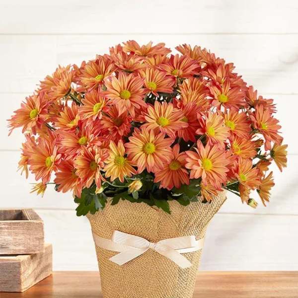 Orange daisy bouquet in a burlap-wrapped pot with a white ribbon