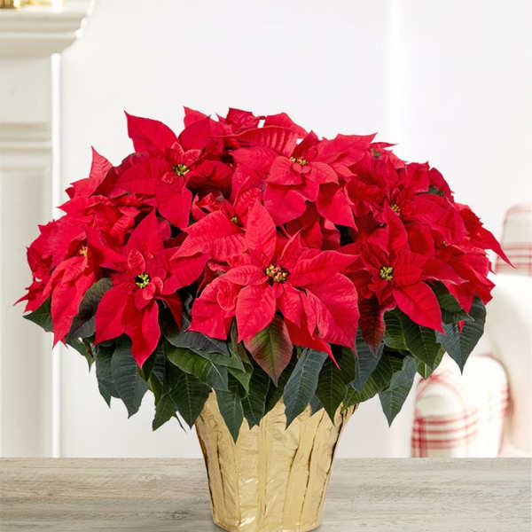 Red poinsettia plant in a gold foil pot