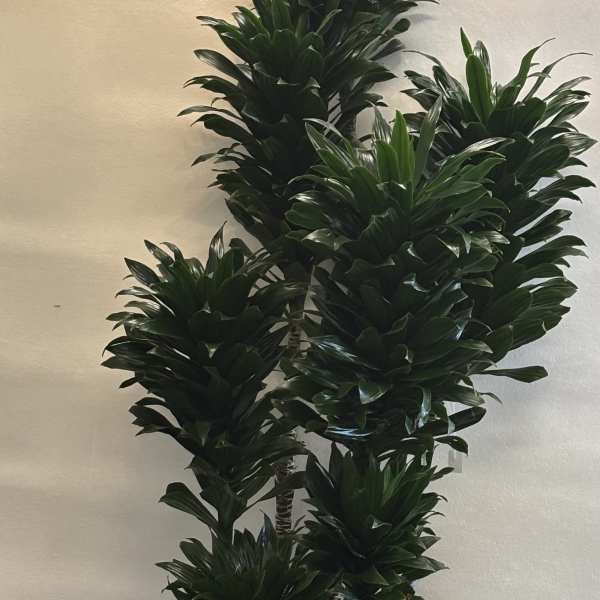 Tall multi-stemmed green houseplant in a white textured pot