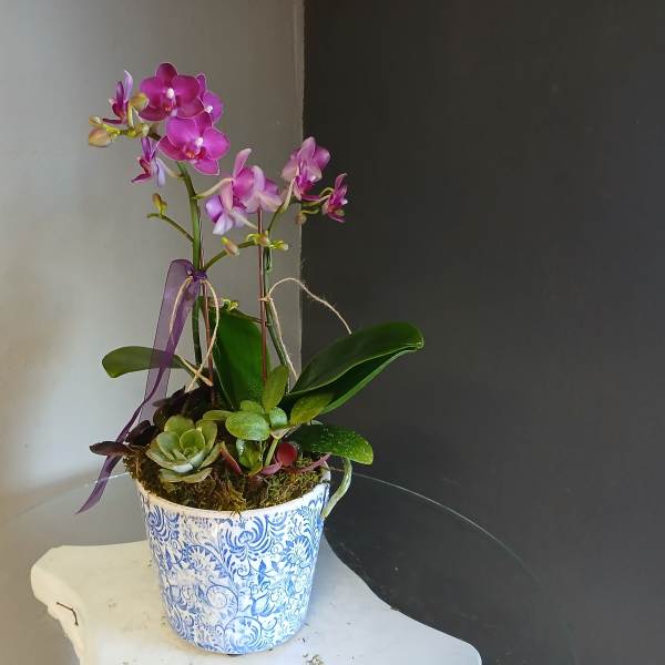Orchid and Succulents