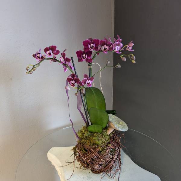 Mini phalaenopsis orchids (dark purple, #4 birds nest)
