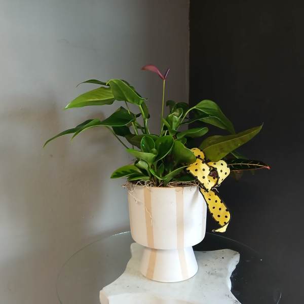 Potted green houseplant mix with a small pink bloom in a white pedestal pot and yellow polka dot ribbon.