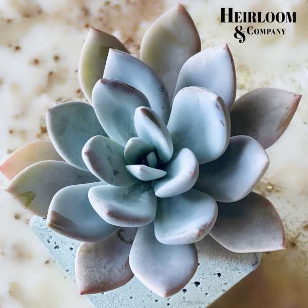 Blue-gray succulent in a square concrete pot