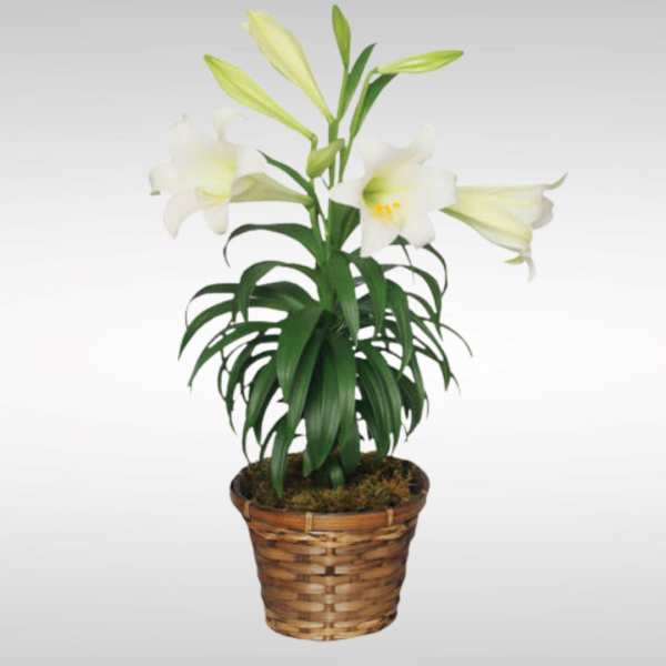 Potted white lily plant with open blooms and buds in a woven basket