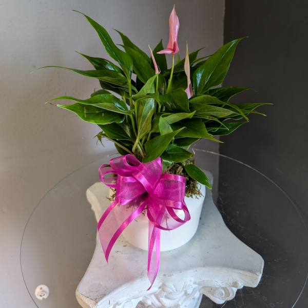 Small anthurium (pink, white dish)