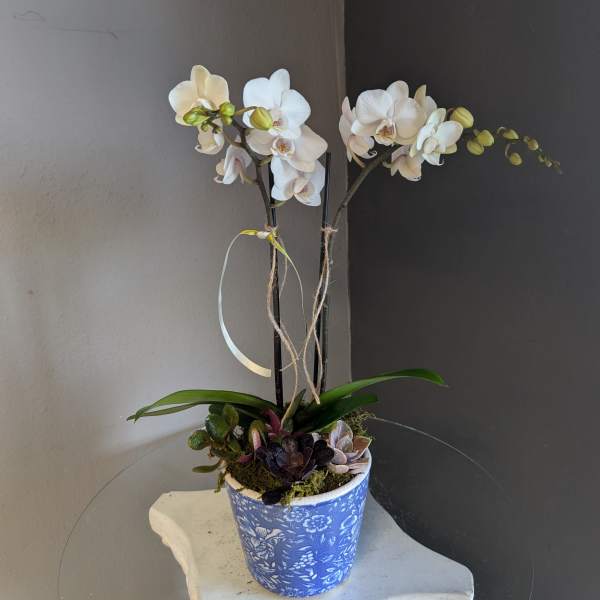 Mini white phalaenopsis orchid (blue and white ceramic)