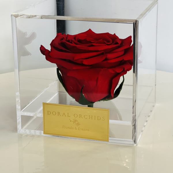 Single red rose in a clear acrylic box