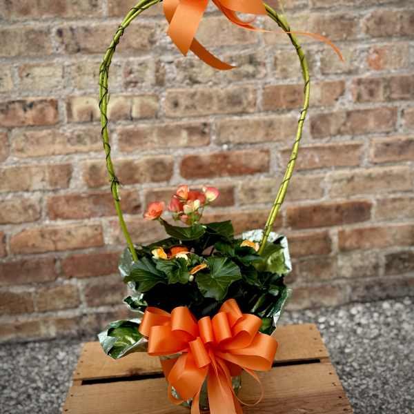 Orange Reiger Begonia (Only 1 available)