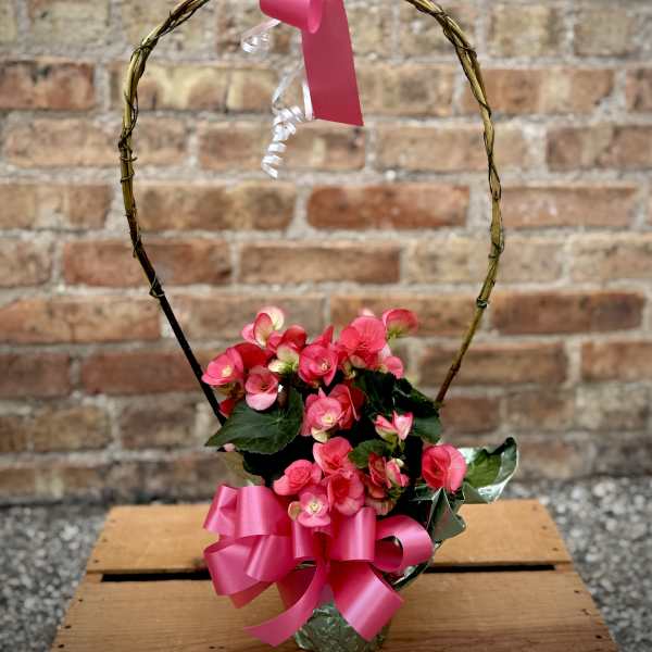 Pink Reiger Begonia Indoor Plant (Only 1 Available)