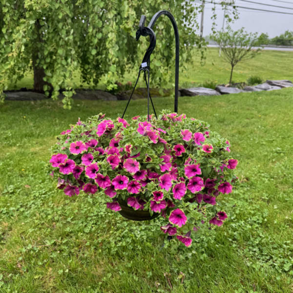 Pink flowering hanging basket on a black metal hook in a grassy yard