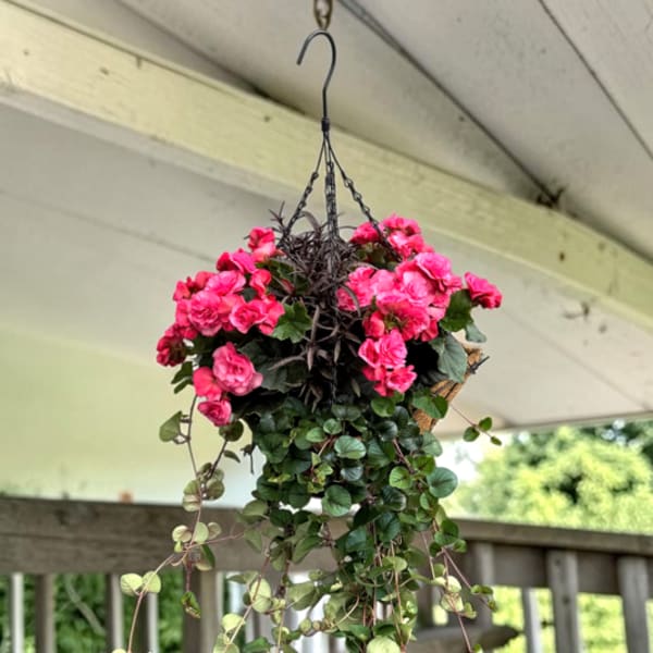 Pink Begonia Hanging Basket