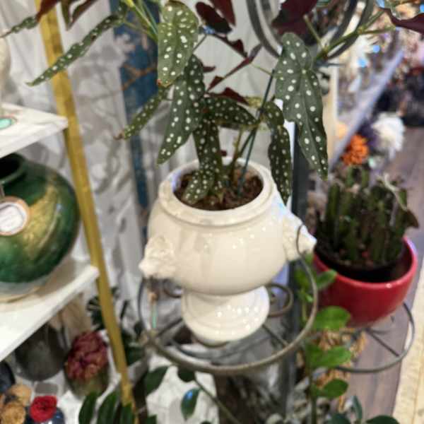 Angel Wing Begonia