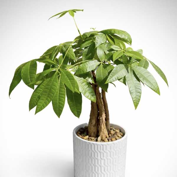 Money Tree