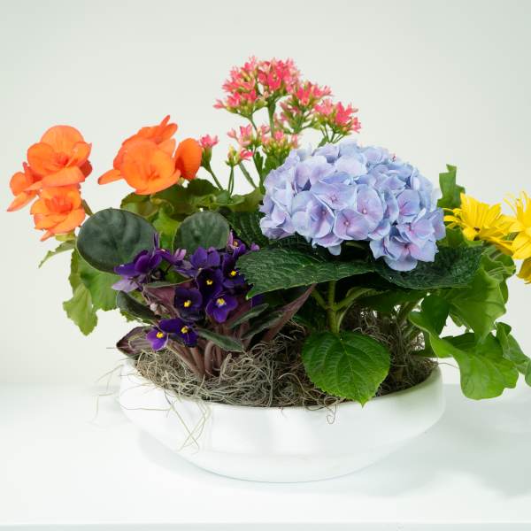 Mixed potted flower arrangement in a white bowl planter