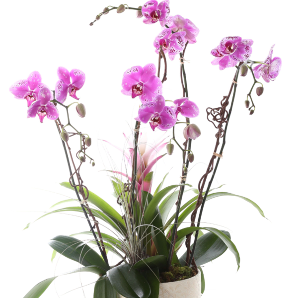 ORCHID OASIS