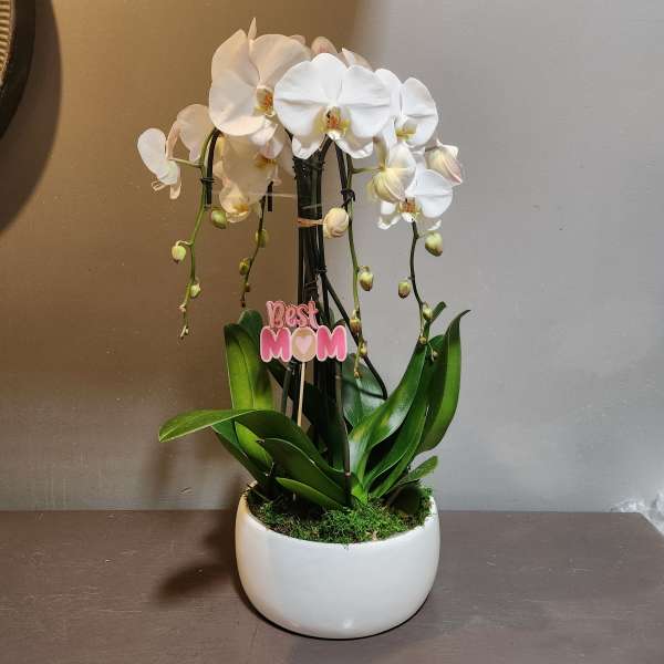 Plants: Waterfall Orchid Trio - White