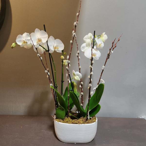 Plants: Orchid Duo - White
