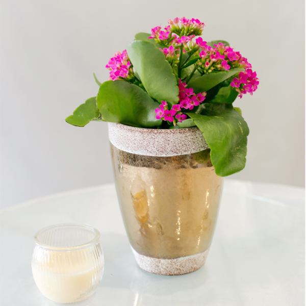 Kalanchoe Plant