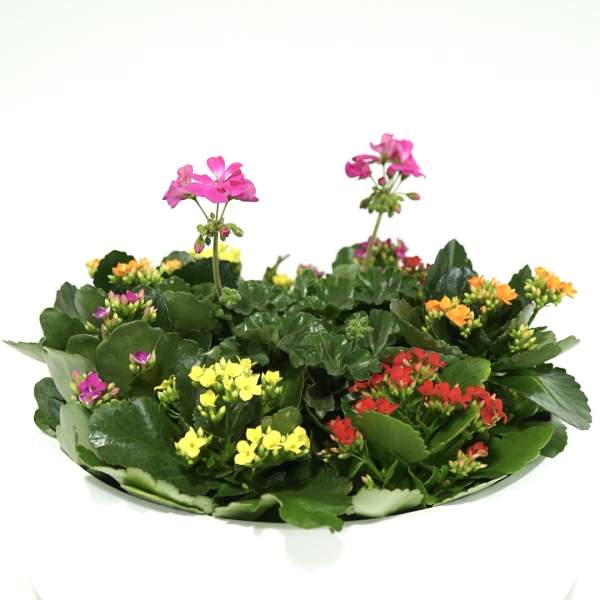 Potted kalanchoe plants with pink, yellow, orange, and red blooms