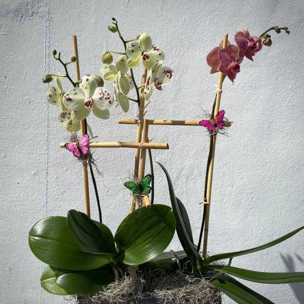 Three orchid plants in a black container with butterfly decorations