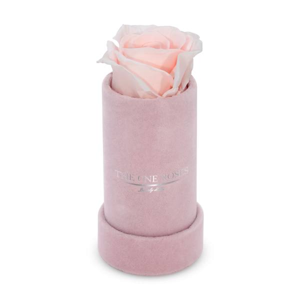 Single pale pink rose in a pink cylindrical box