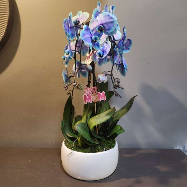 Plants: Waterfall Orchid Trio - Ocean Night