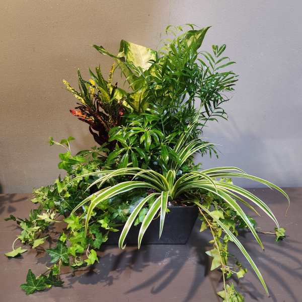 Plants: Modern Mood Garden