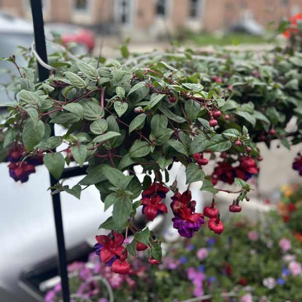 Hanging basket of trailing fuchsia flowers with pink and purple blooms