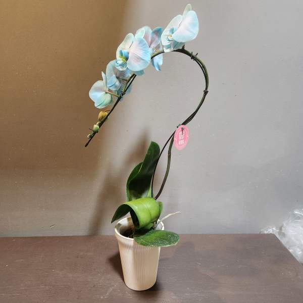 Plants: Waterfall Orchid - Celeste