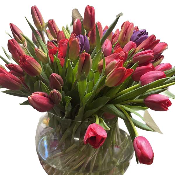 Abundant bouquet of pink and red tulips with a few purple blooms in a round glass vase