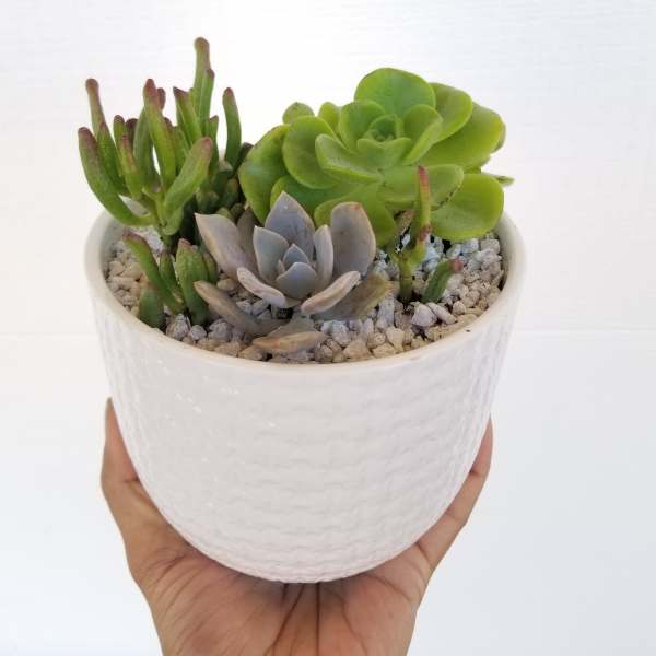 Small potted succulent arrangement in a white ceramic pot