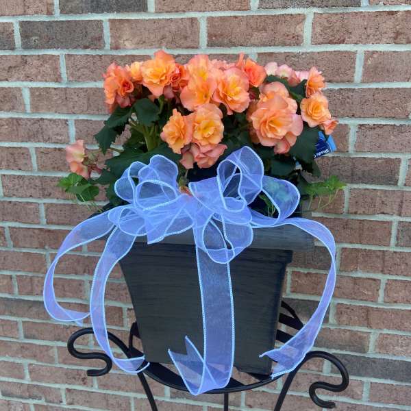 Peach-orange flowers in a dark planter with a large blue ribbon