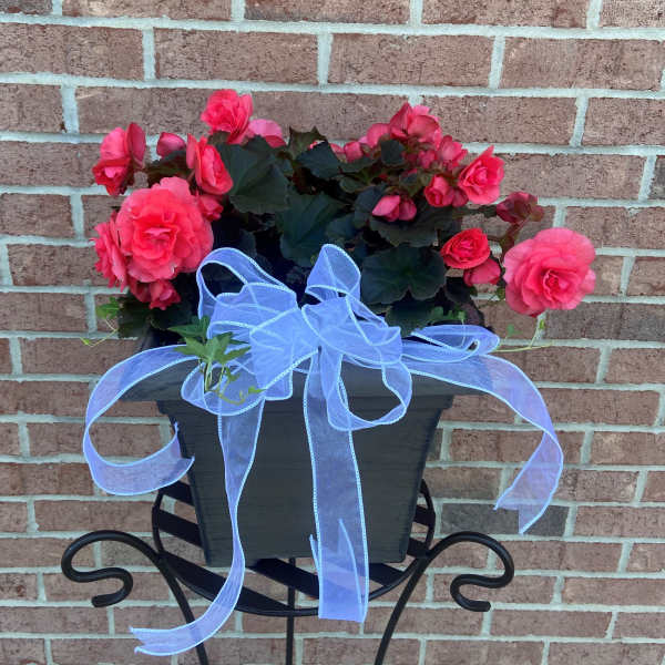 Pink flowering plant in a black planter with a blue ribbon bow