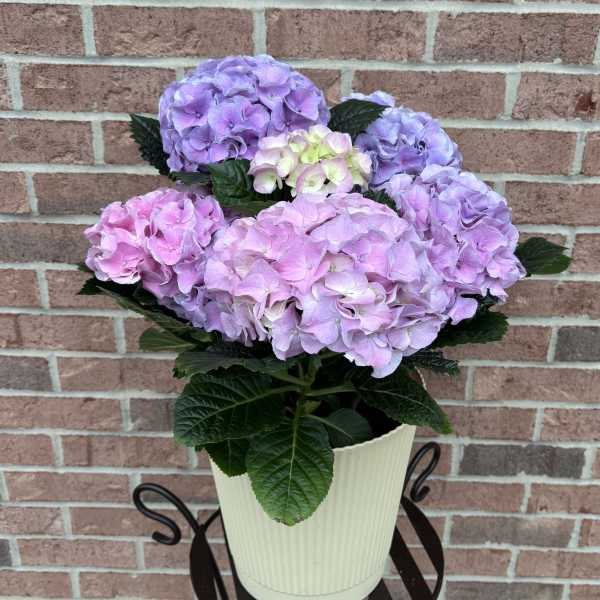 Potted hydrangea plant with pink and lavender blooms in a cream container