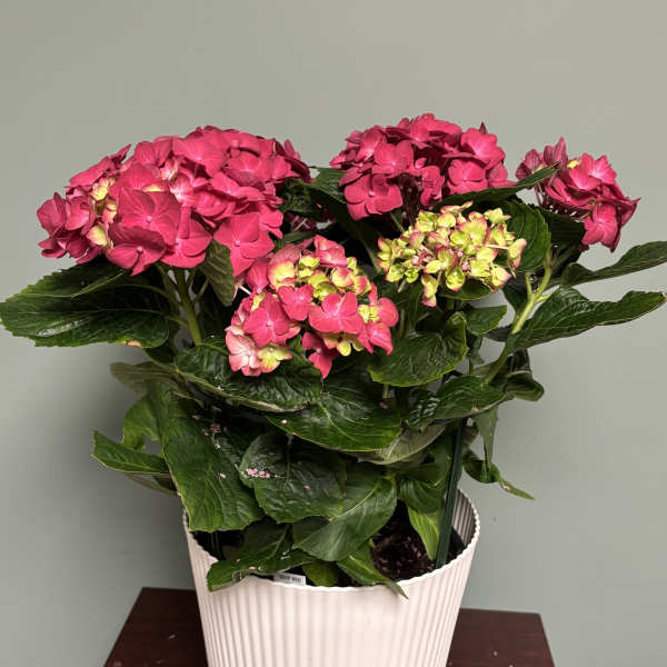 Heavenly Hydrangea Plant: Deep Red