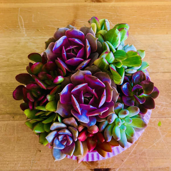 Large Succulent Garden