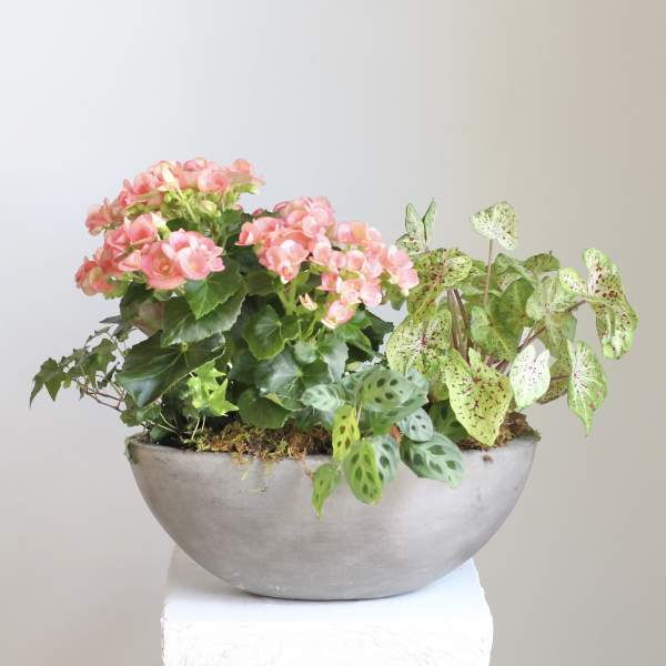 Living Plant Arrangement