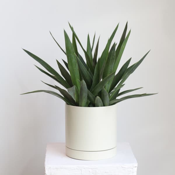 Yucca