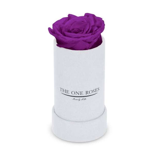 Single purple rose in a white cylindrical box