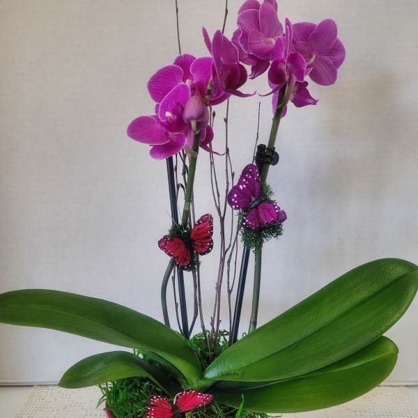 Purple Petite Double Stem