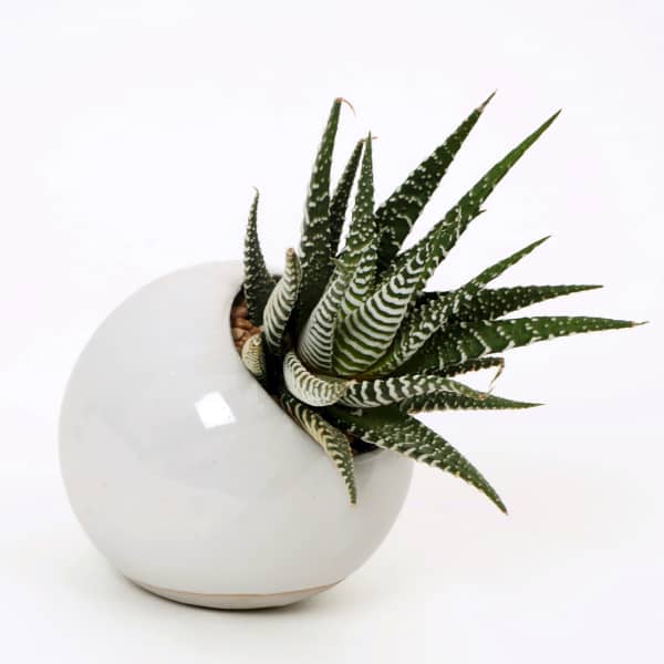 Spiky striped succulent in a round white ceramic pot