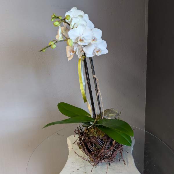 Mini phalaenopsis orchid (white, birds nest #3)