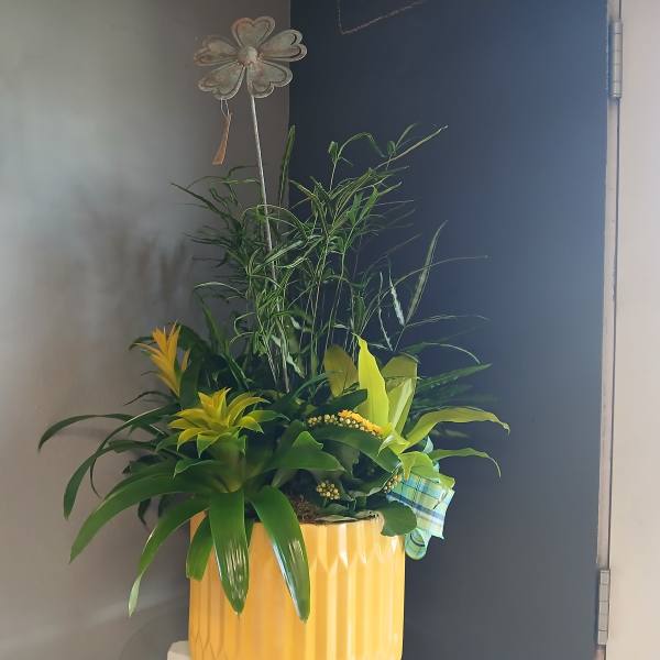 Yellow Plant Mix