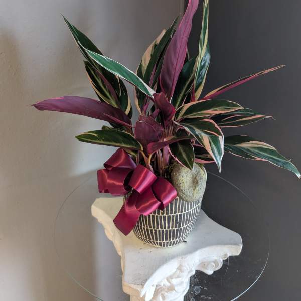 Striking calathea