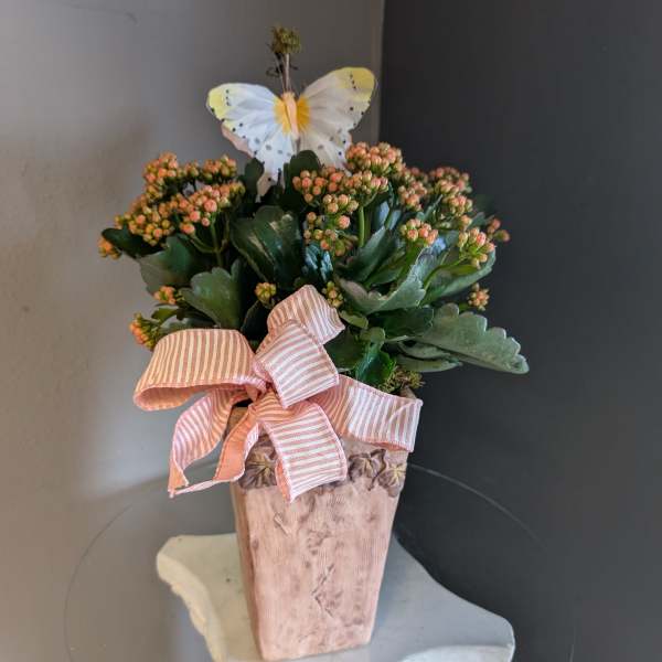 Kalanchoe #807