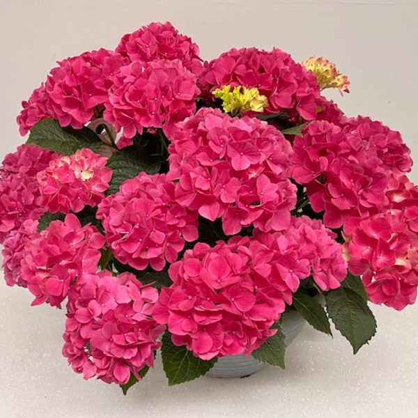 Hydrangea Tabletensia Pink Bowl