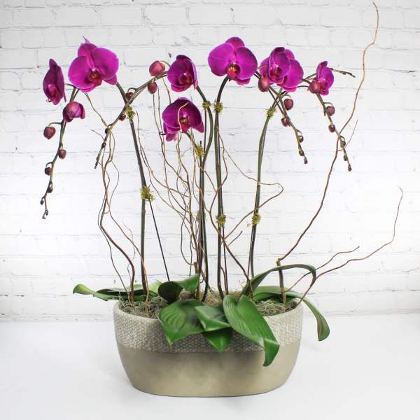 Lavender Phaleonopsis Orchid Planter