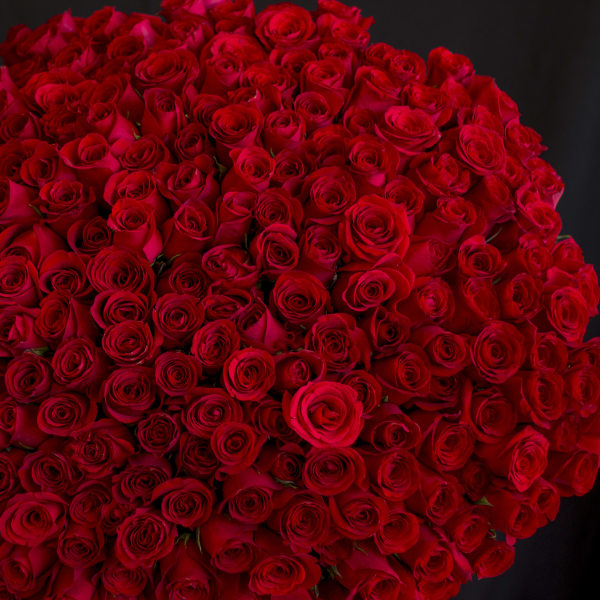 Large round bouquet of red roses against a dark background