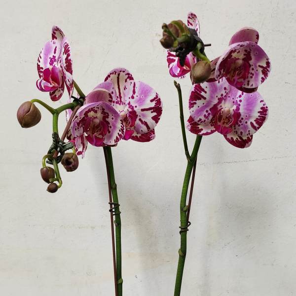 Pink-and-white orchids in a pale pink pot with moss cover