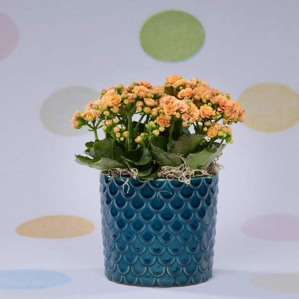Orange kalanchoe flowers in a blue textured pot